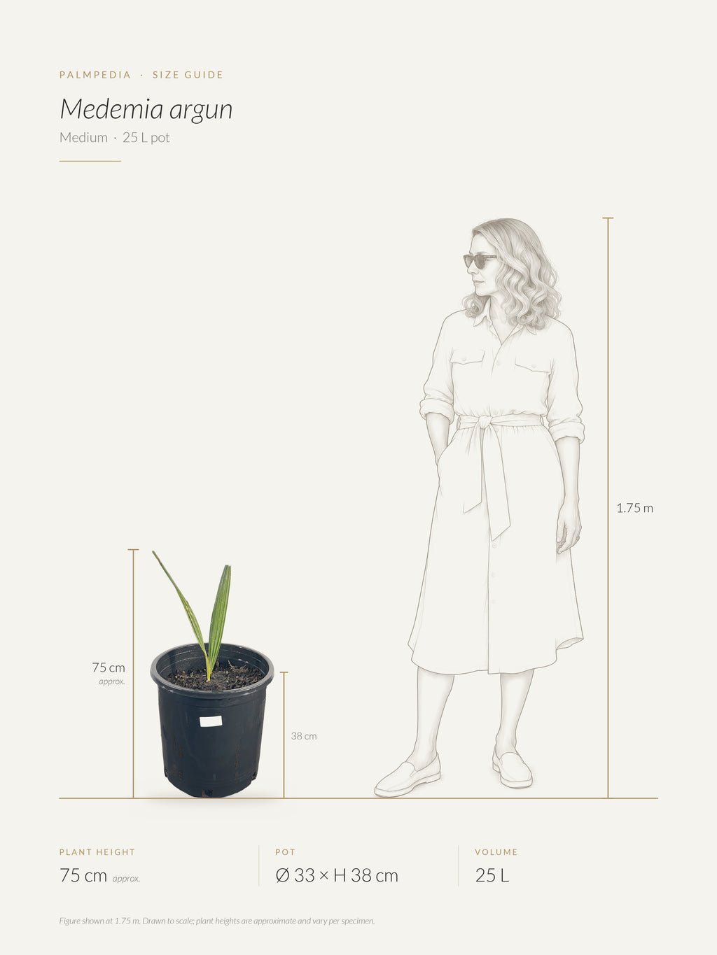 Medemia argun – size guide