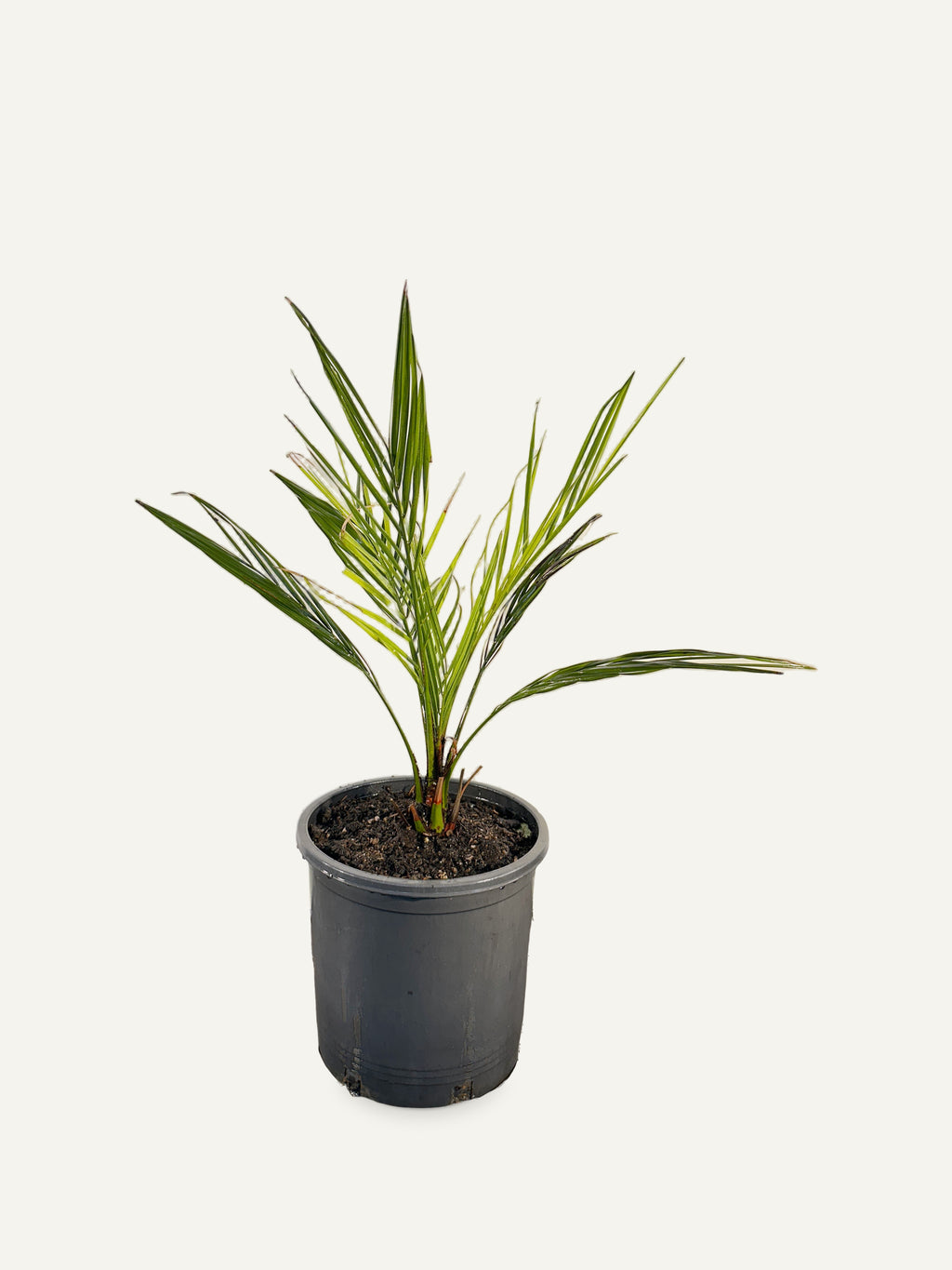 Jubaea chilensis – Palmpedia, view 2