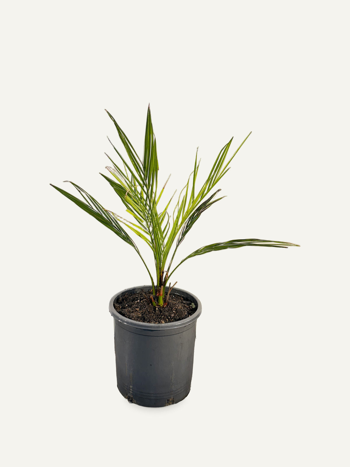 Jubaea chilensis – Palmpedia, view 2