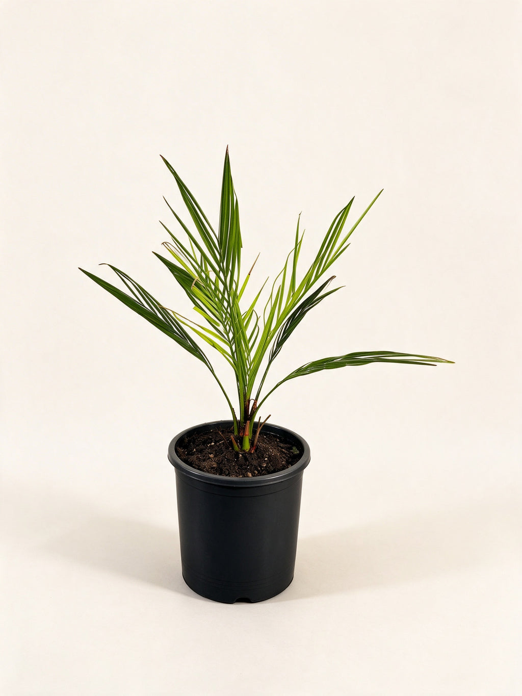 Jubaea chilensis