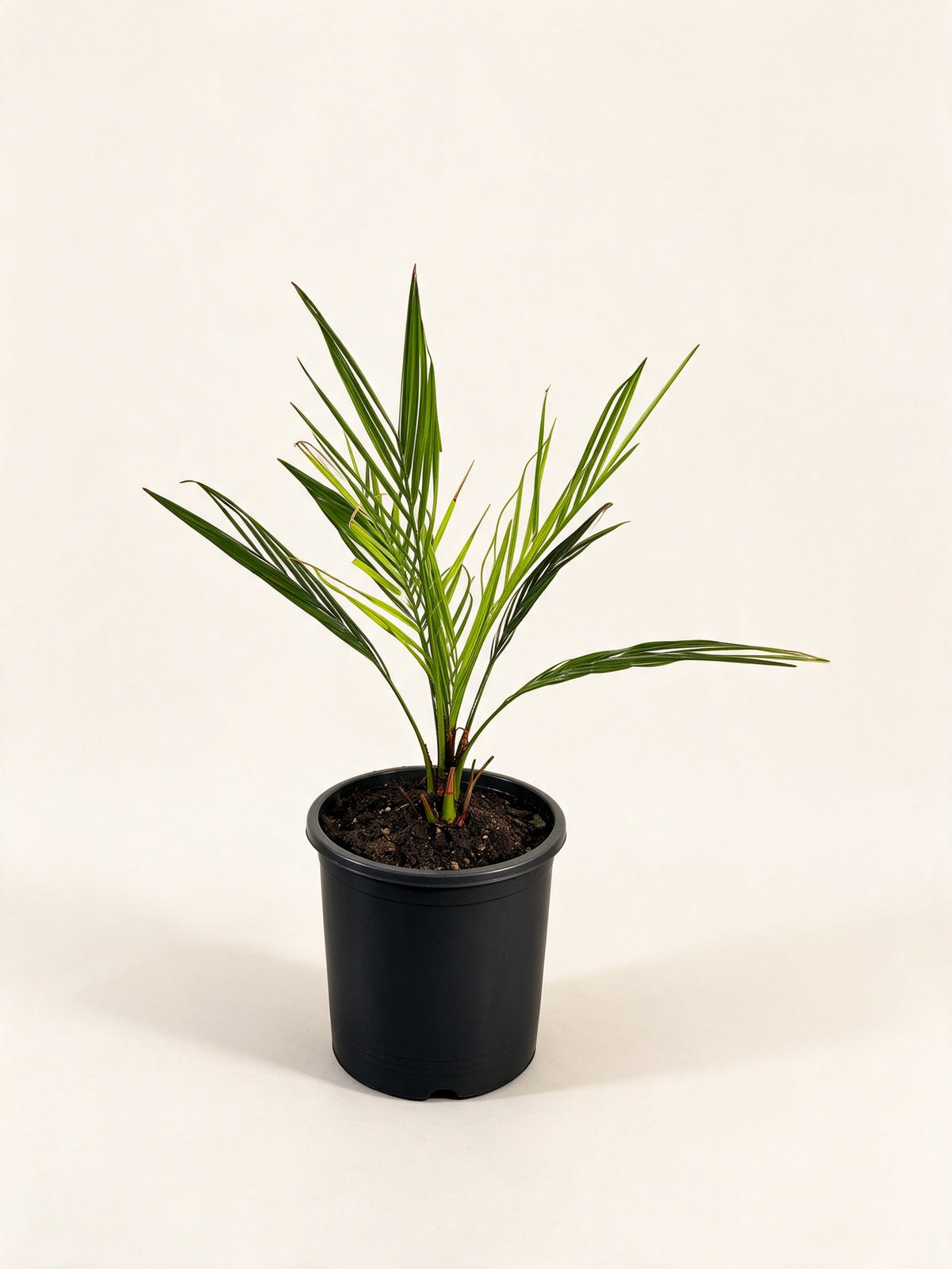 Jubaea chilensis