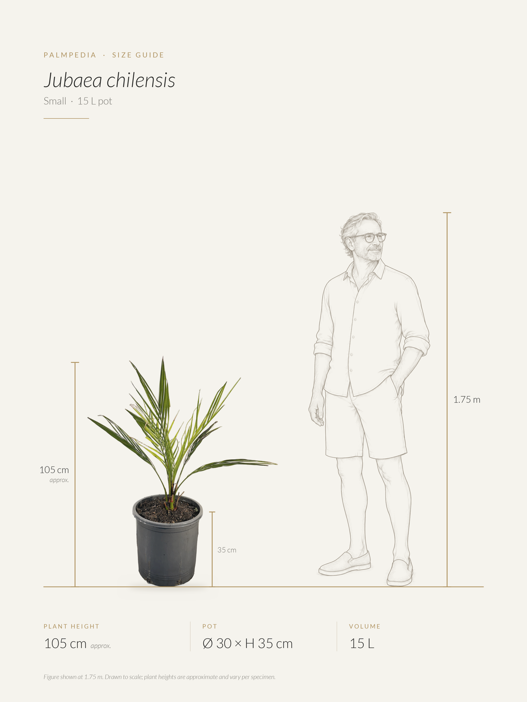 Jubaea chilensis – size guide