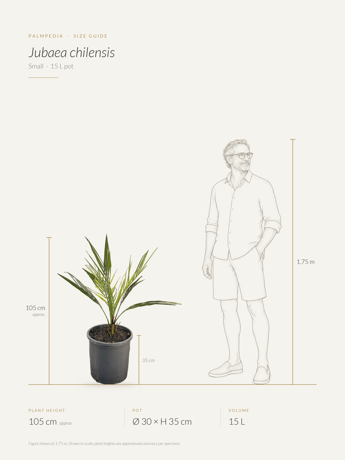 Jubaea chilensis – size guide