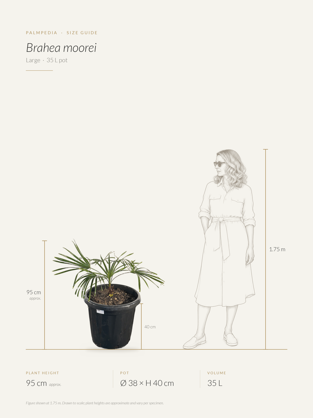 Brahea moorei – size guide