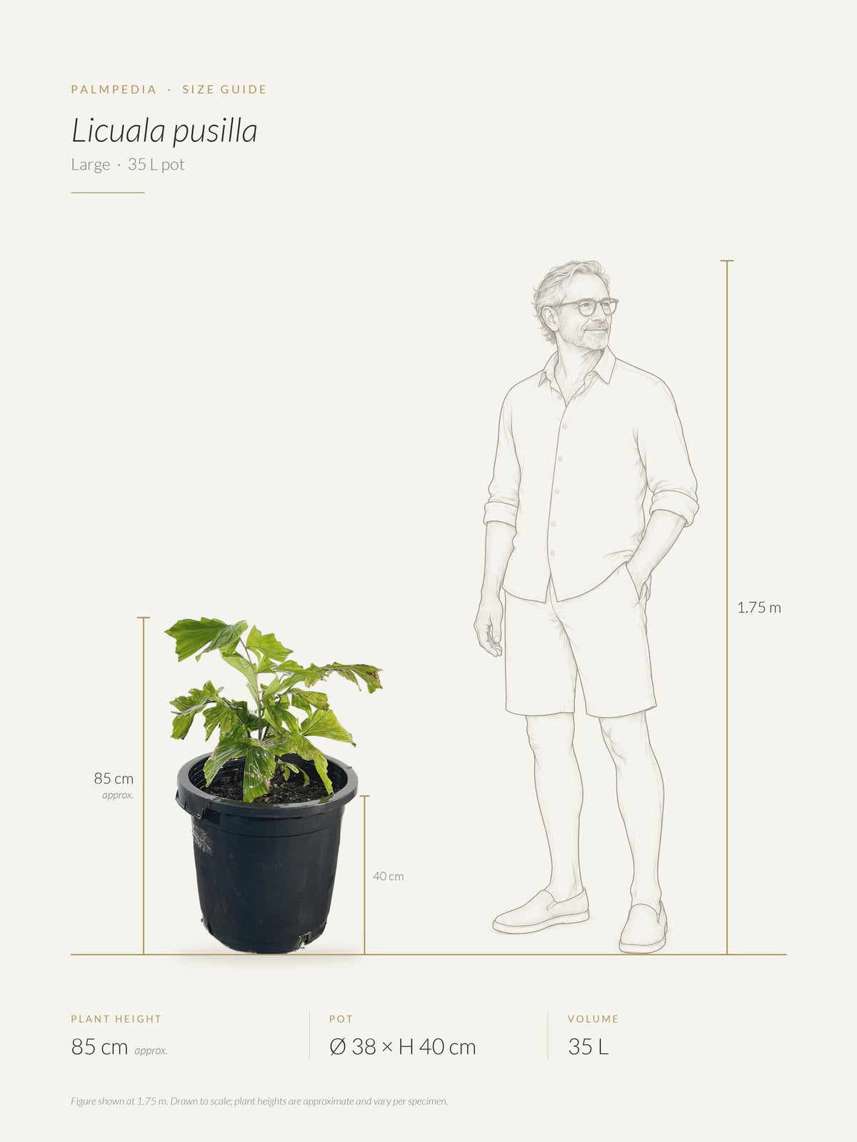 Licuala pusilla – size guide