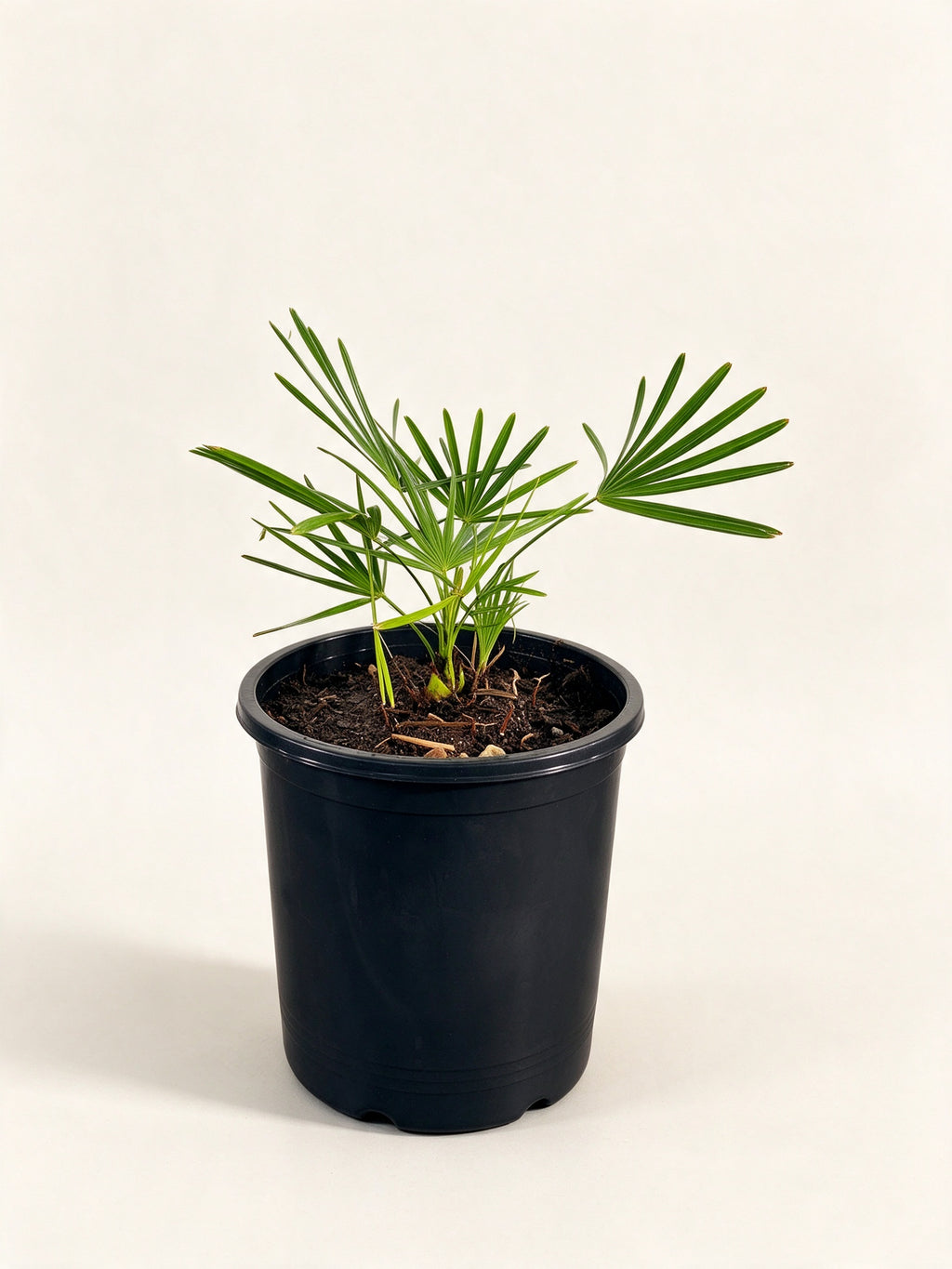 Serenoa repens