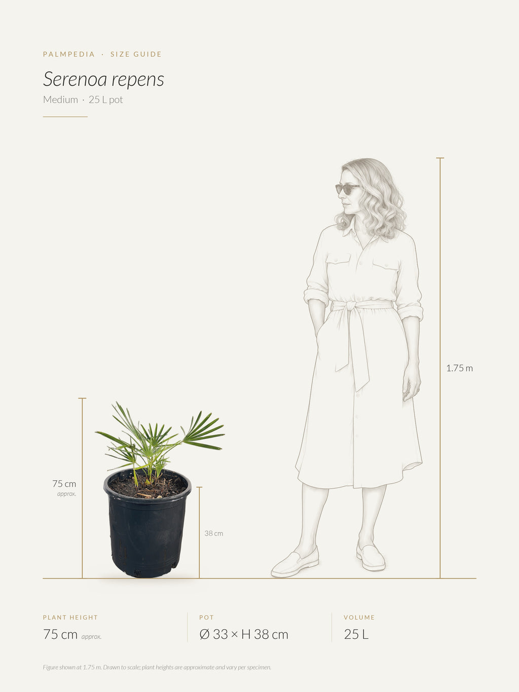 Serenoa repens – size guide