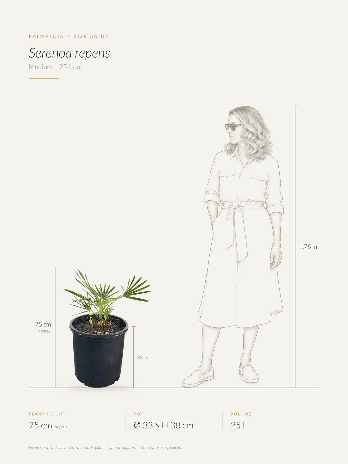 Serenoa repens – size guide