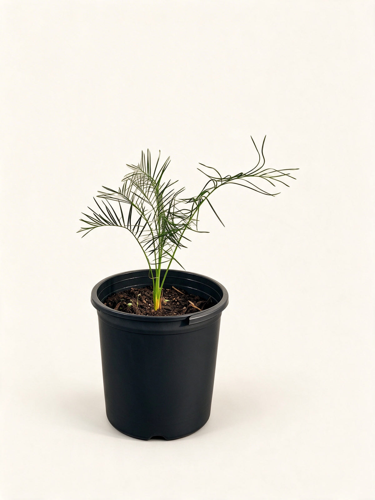 Macrozamia serpentina