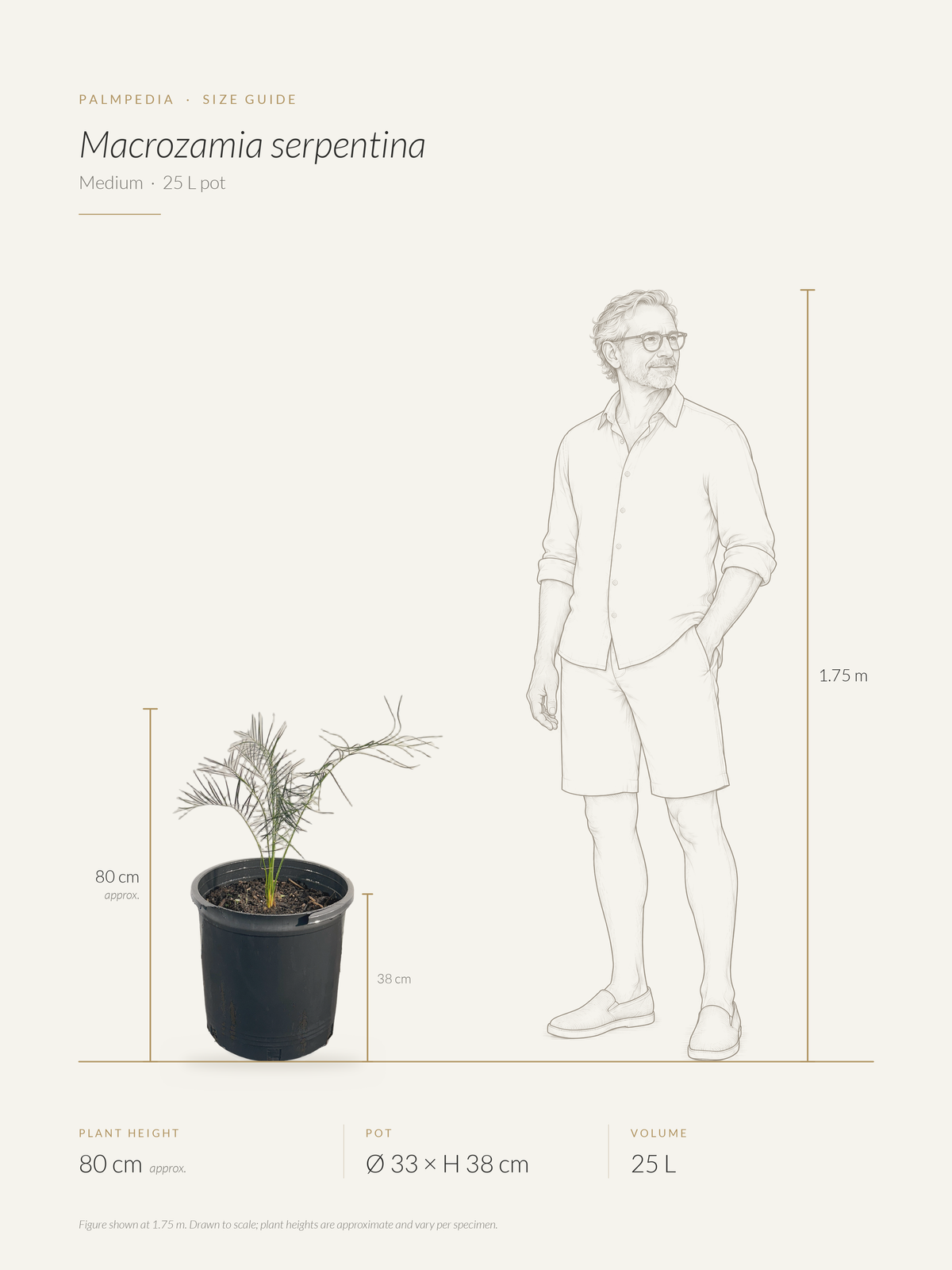 Macrozamia serpentina – size guide