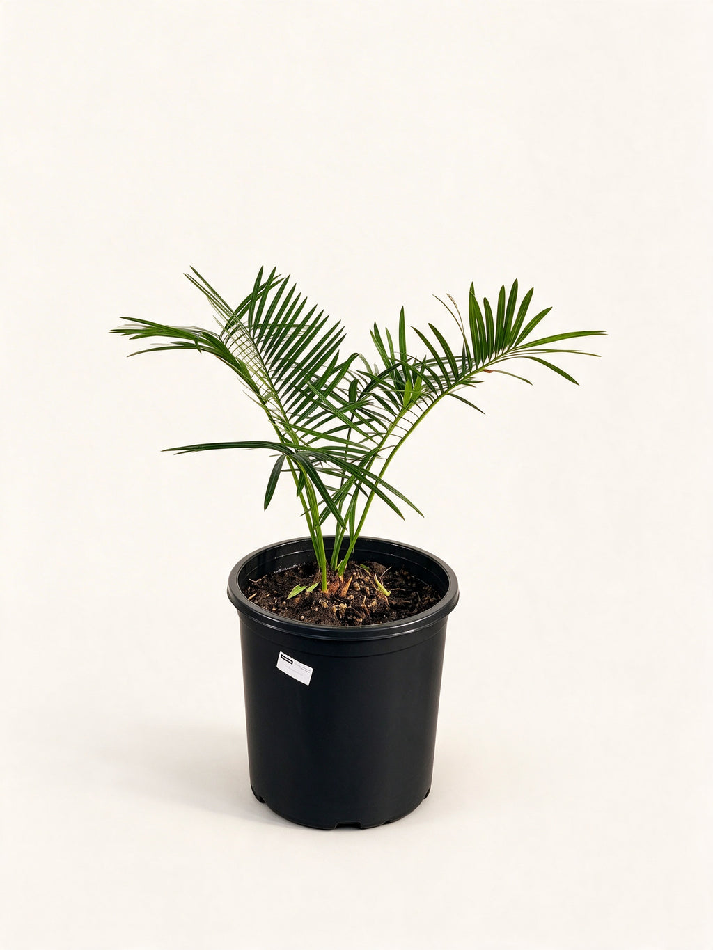 Cycas pranburiensis