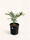 Cycas pranburiensis