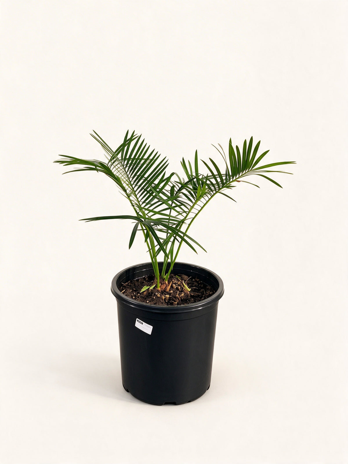 Cycas pranburiensis