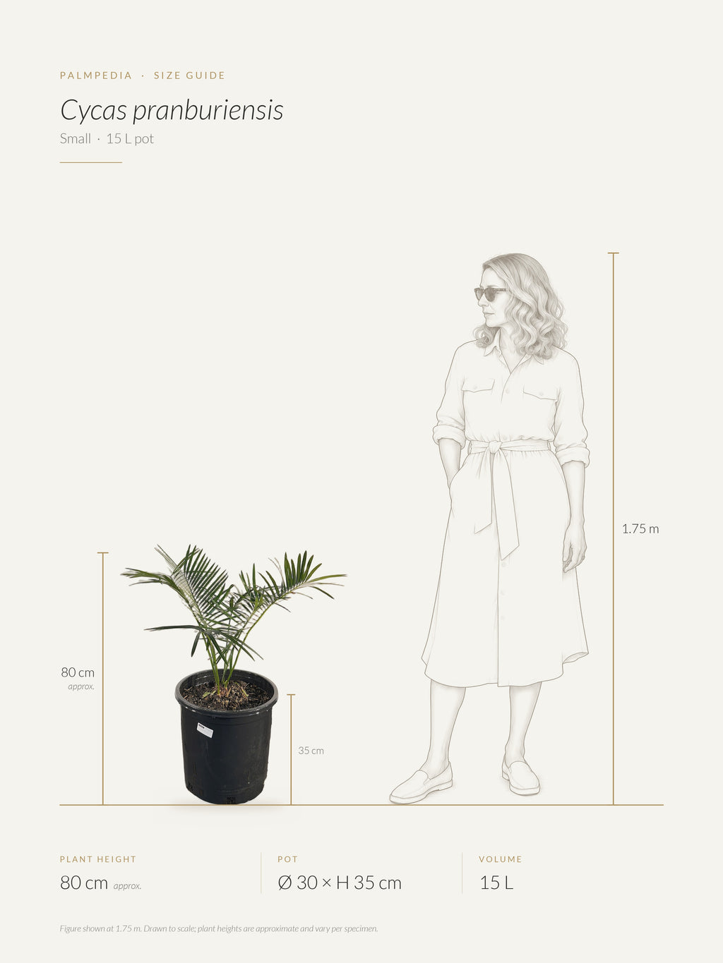 Cycas pranburiensis – size guide