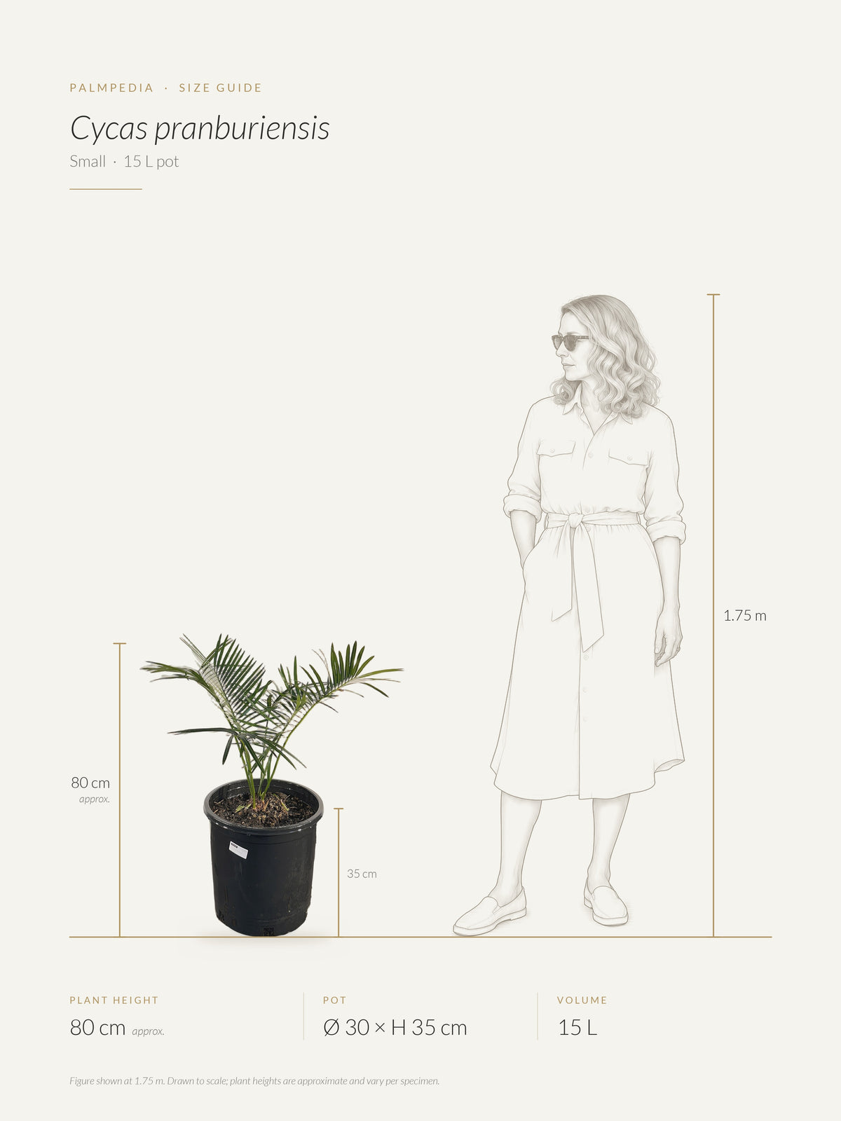 Cycas pranburiensis – size guide