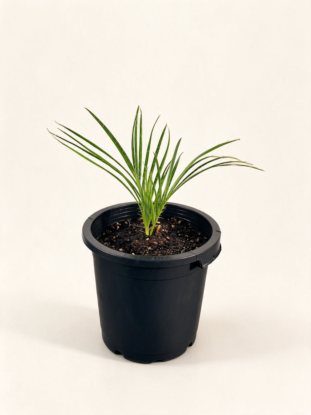 Acrocomia crispa