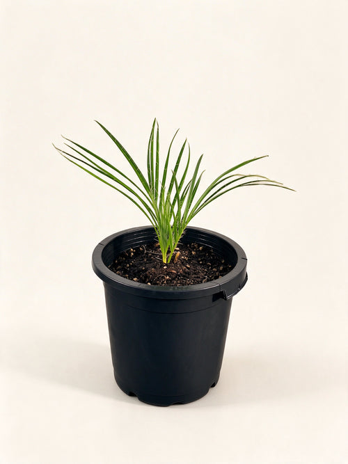 Acrocomia crispa