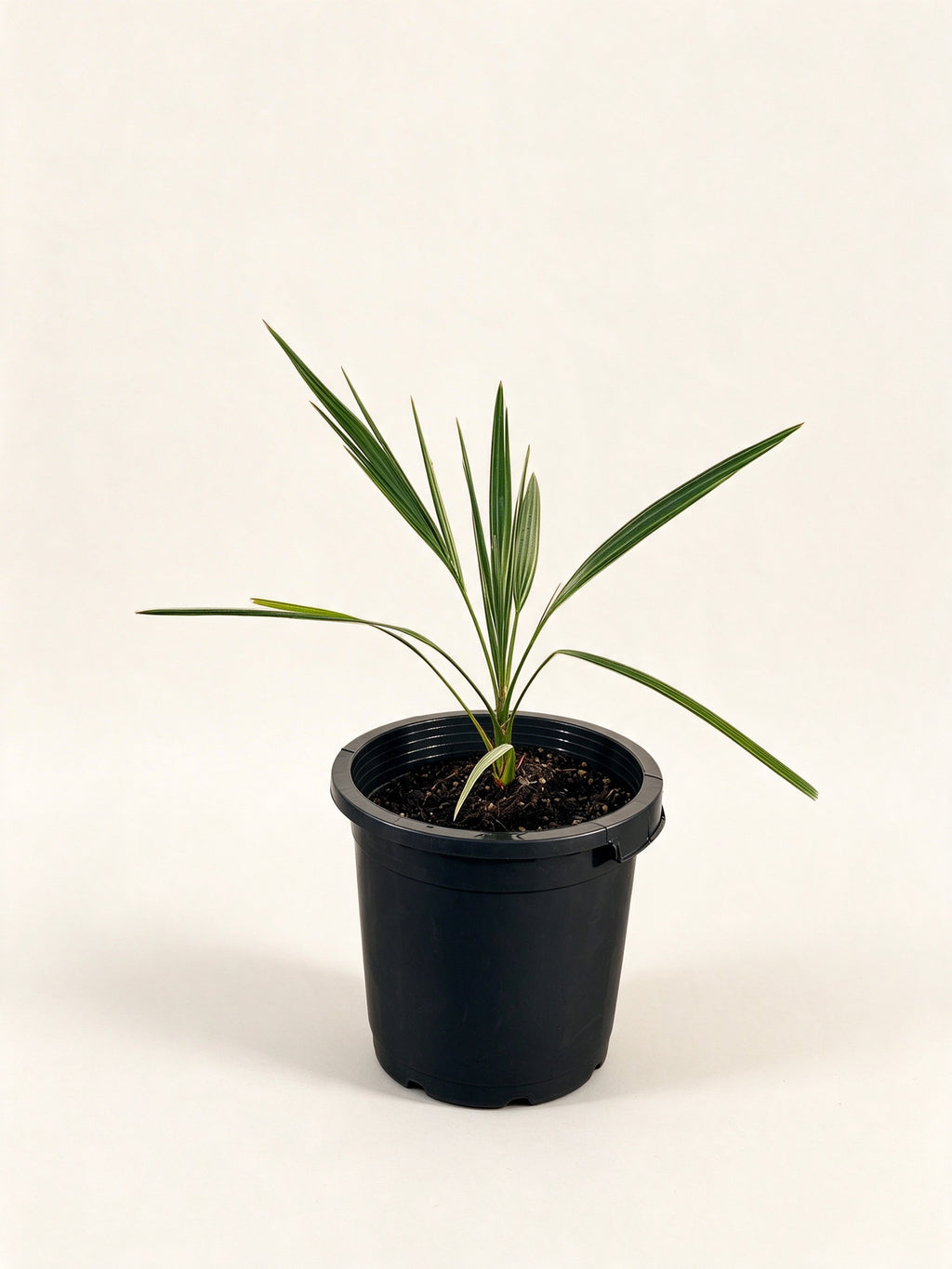 Phoenix dactylifera 'Oasis Errachidia'