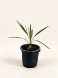 Phoenix dactylifera 'Oasis Errachidia'