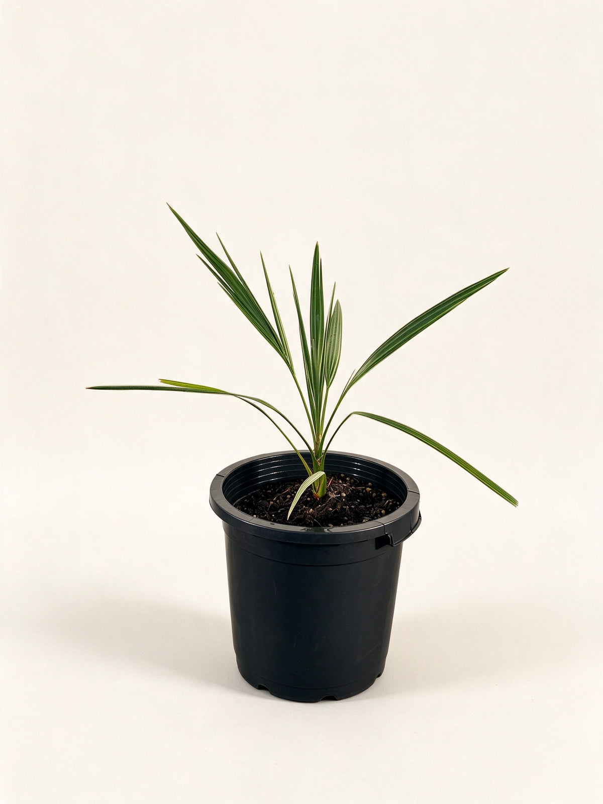 Phoenix dactylifera 'Oasis Errachidia'