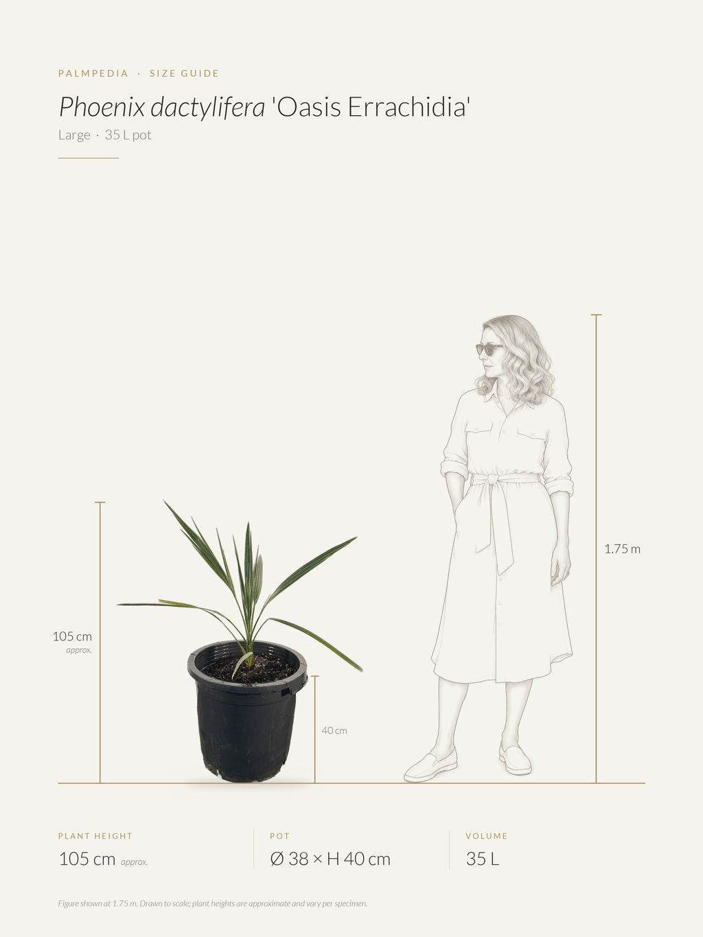 Phoenix dactylifera 'Oasis Errachidia' – size guide