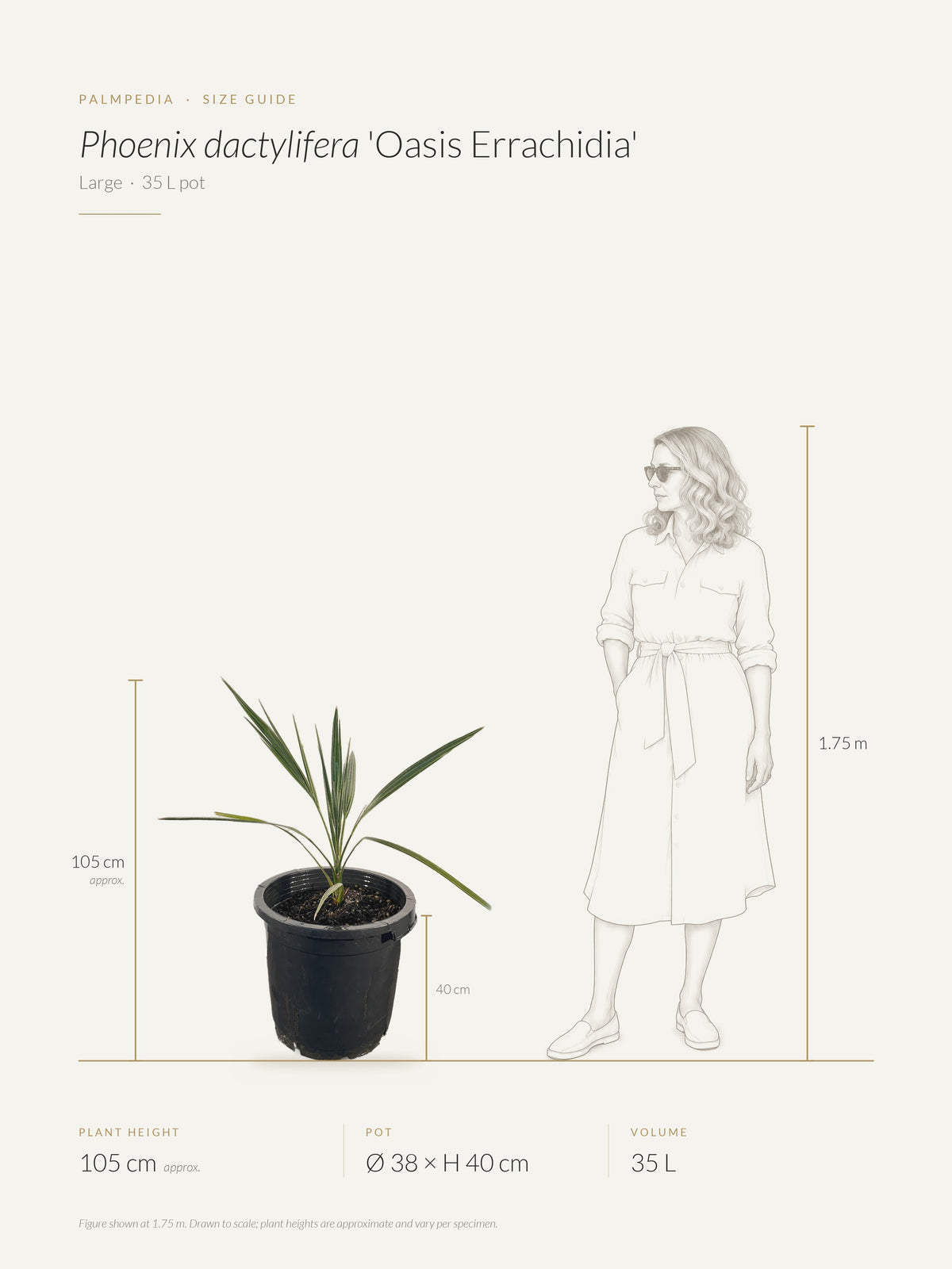 Phoenix dactylifera 'Oasis Errachidia' – size guide