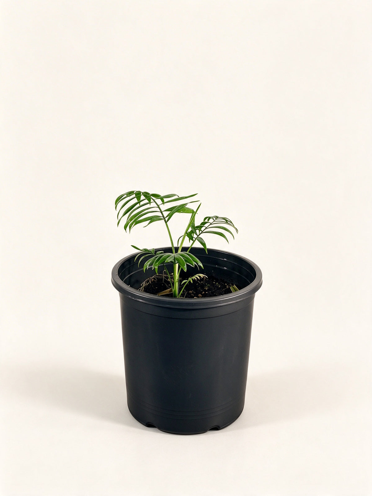 Corypha lecomtei