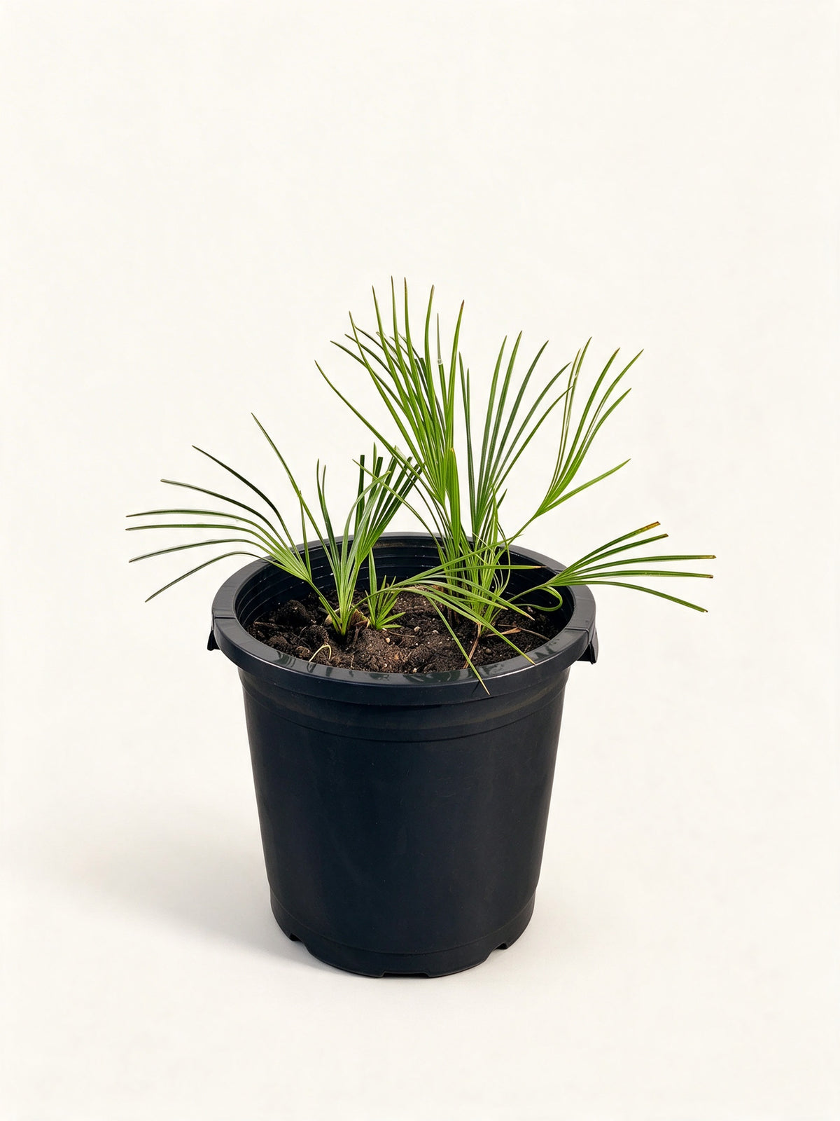 Acoelorraphe wrightii 'Azul'