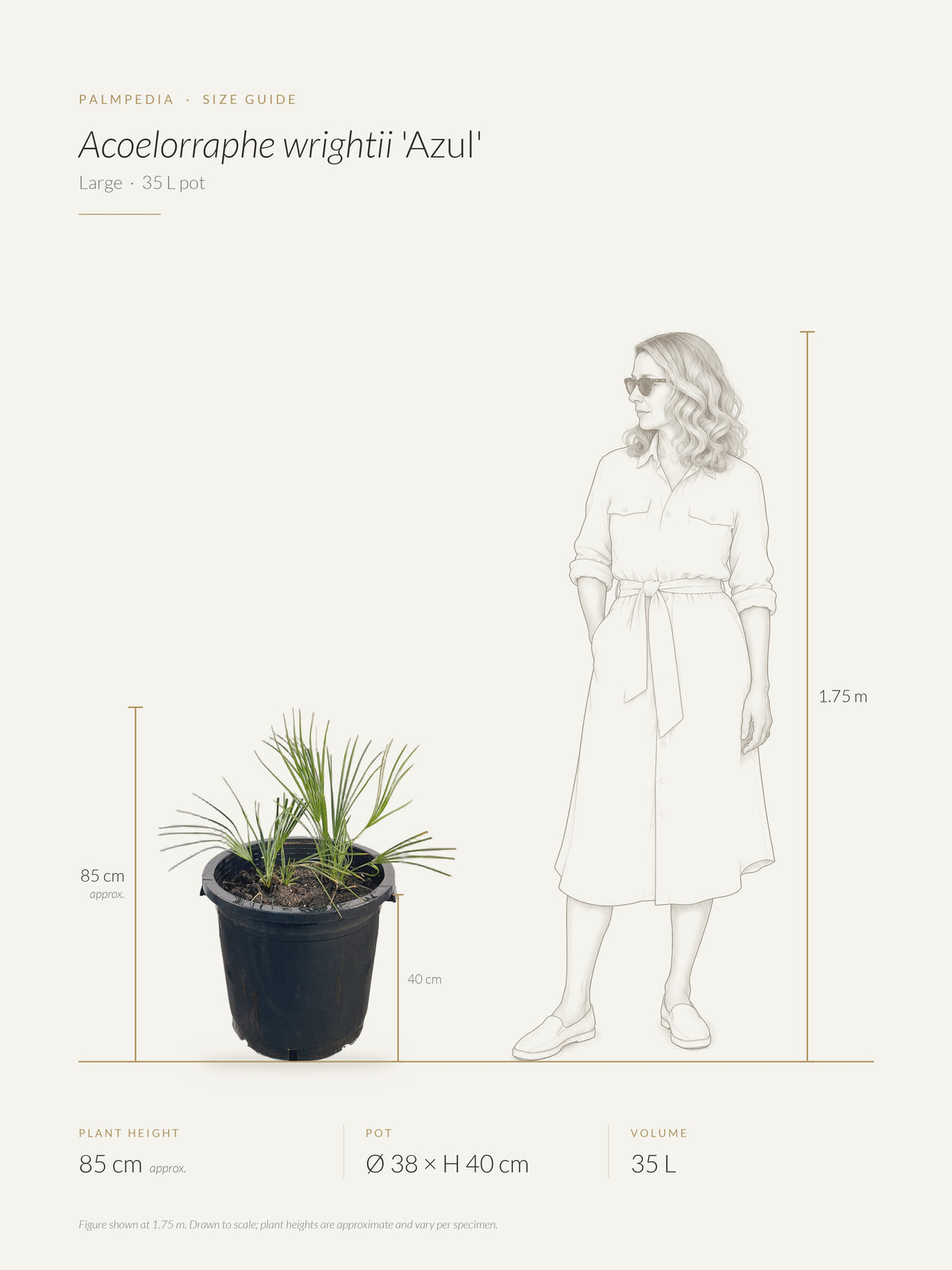 Acoelorraphe wrightii 'Azul' – size guide