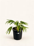 Livistona chinensis