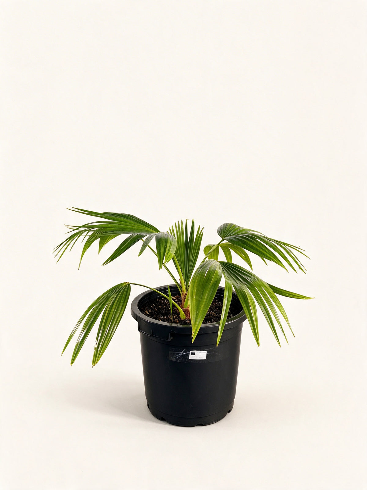Livistona chinensis