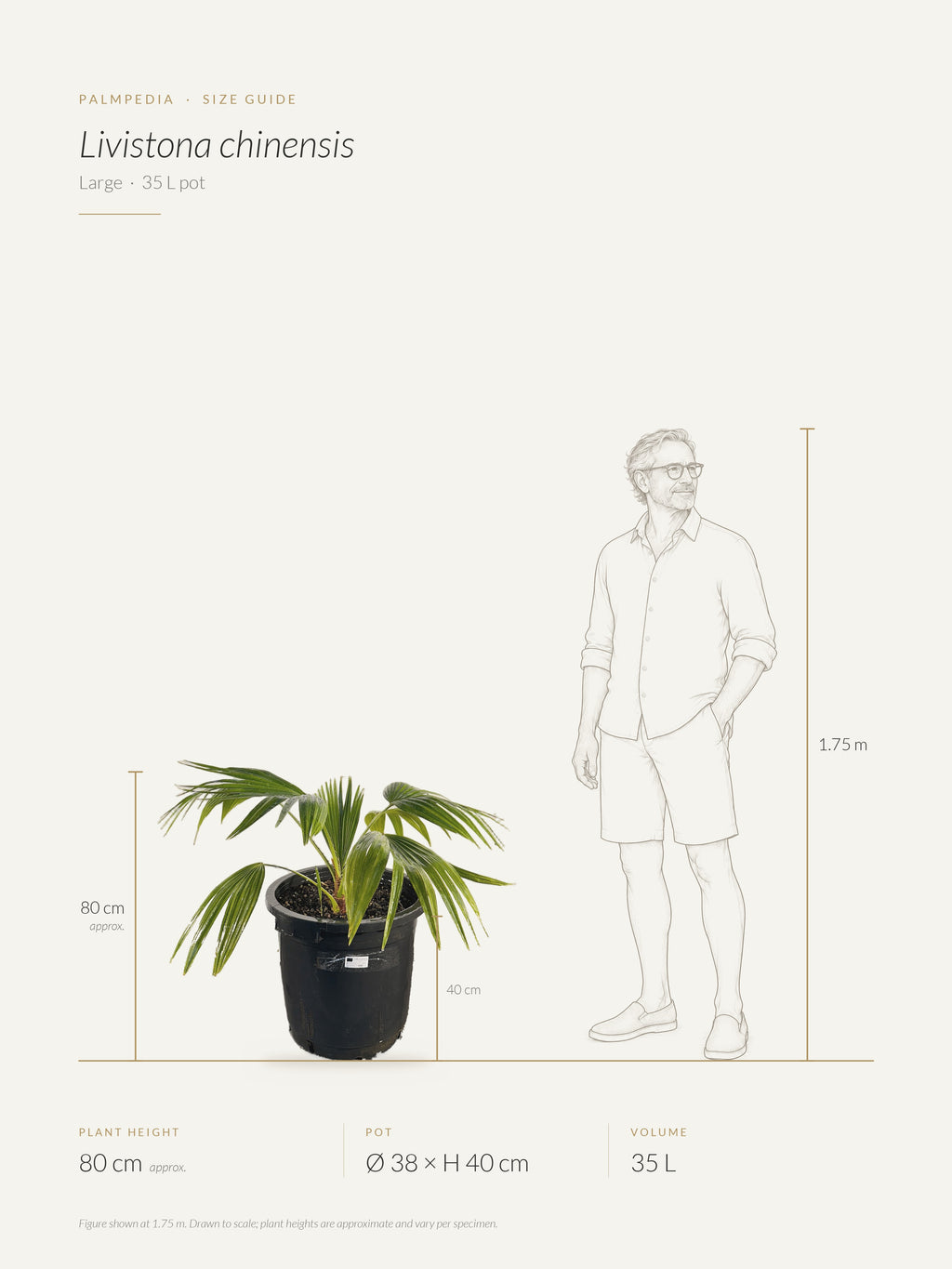 Livistona chinensis – size guide