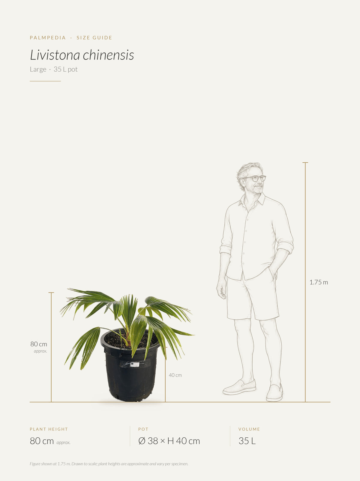 Livistona chinensis – size guide
