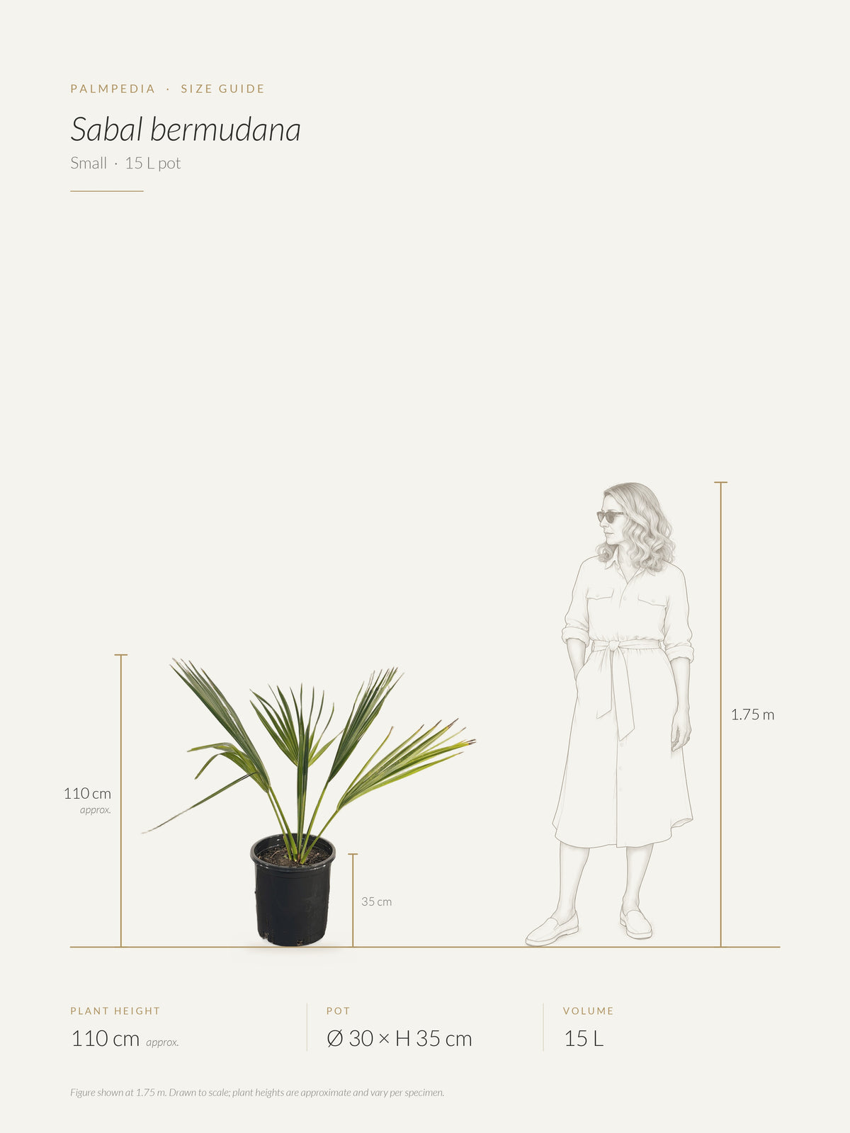Sabal bermudana – size guide