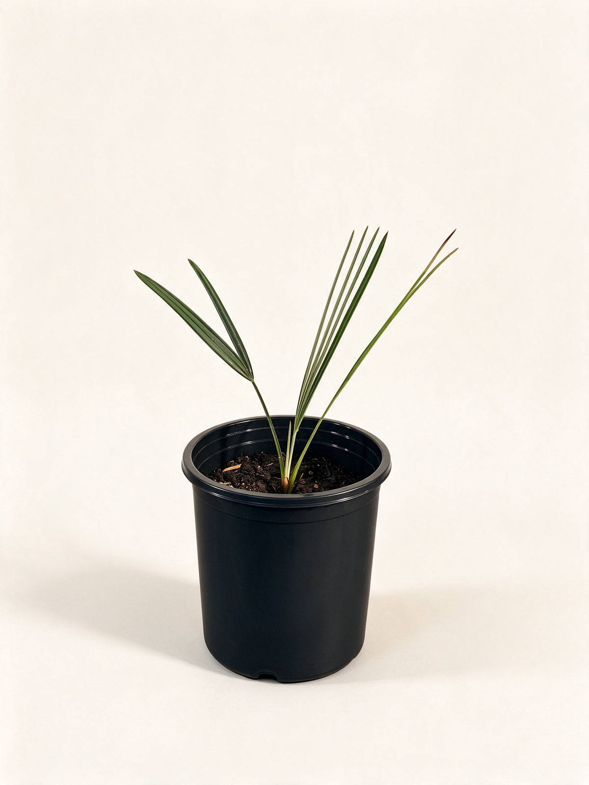 Bismarckia nobilis 'Silver'