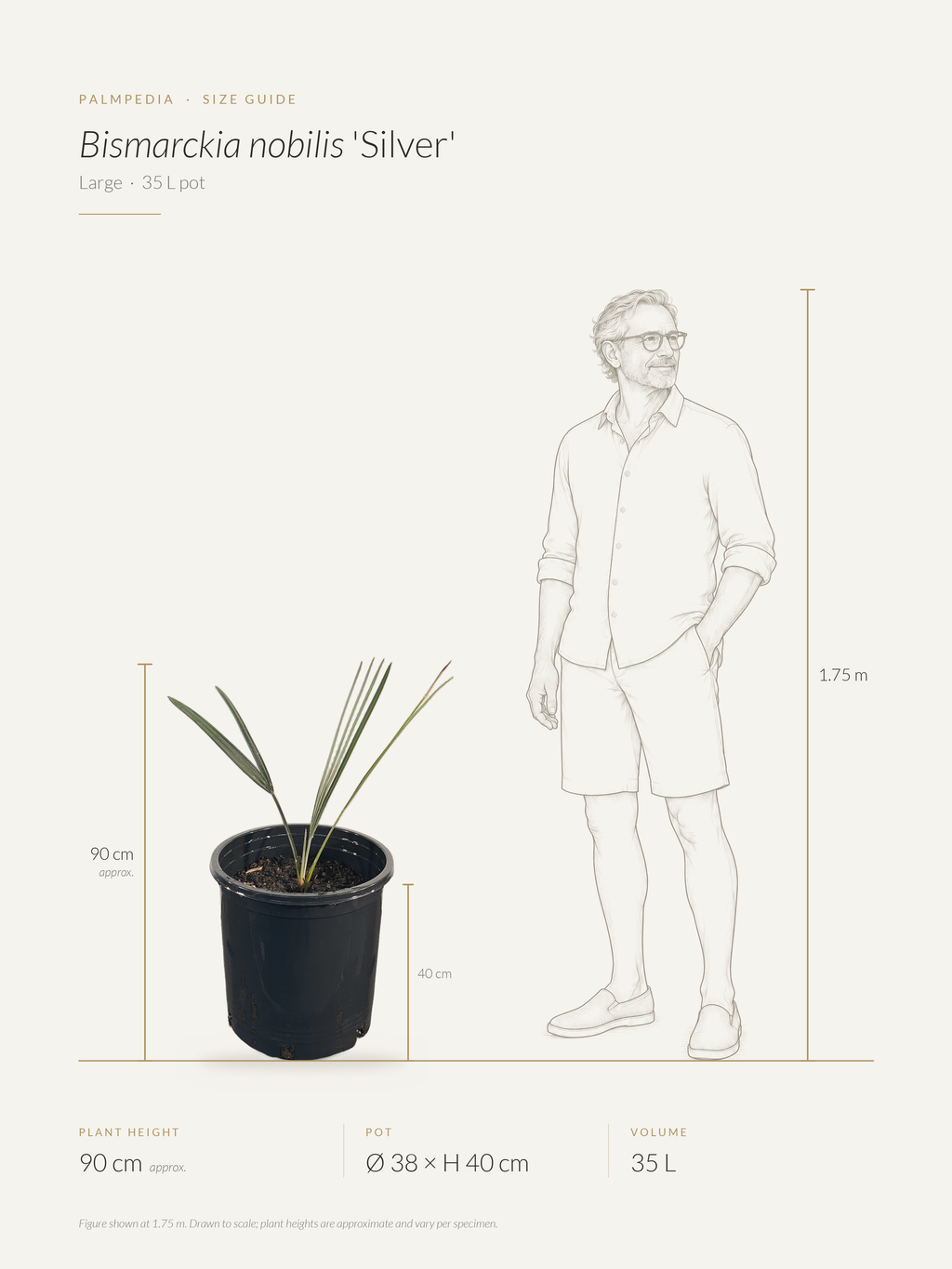 Bismarckia nobilis 'Silver' – size guide