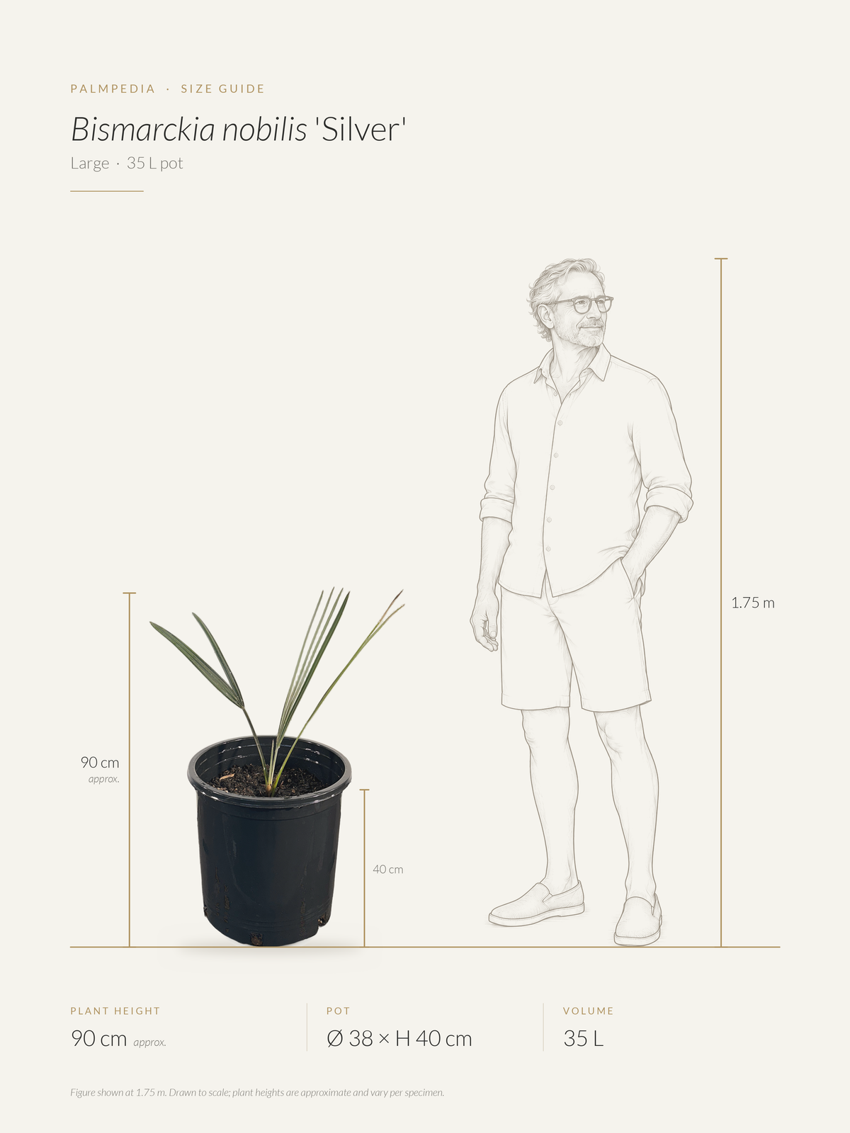 Bismarckia nobilis 'Silver' – size guide