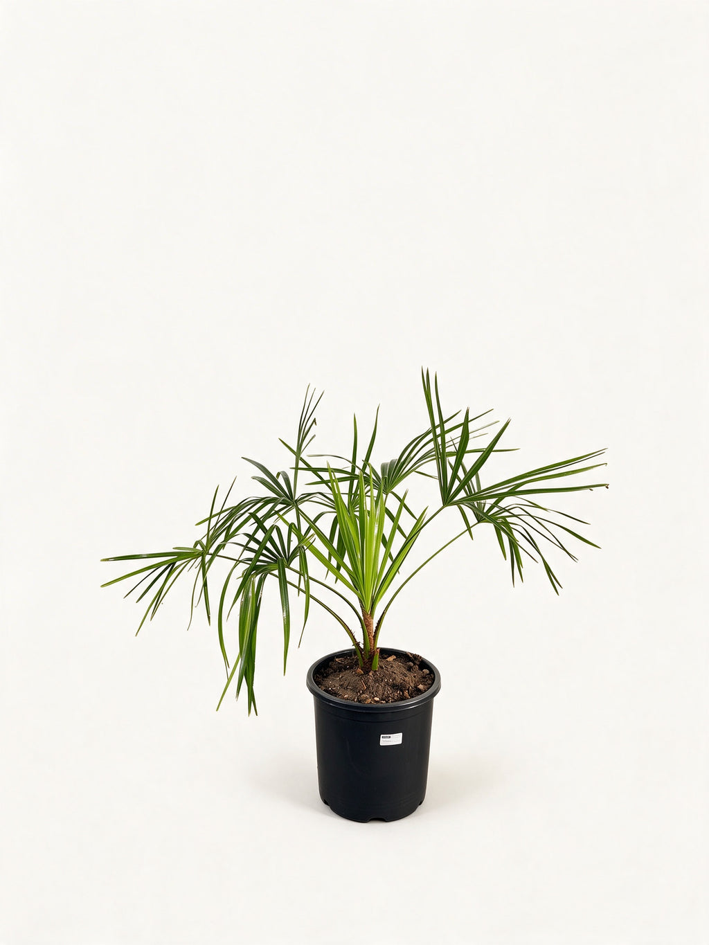 Livistona decora