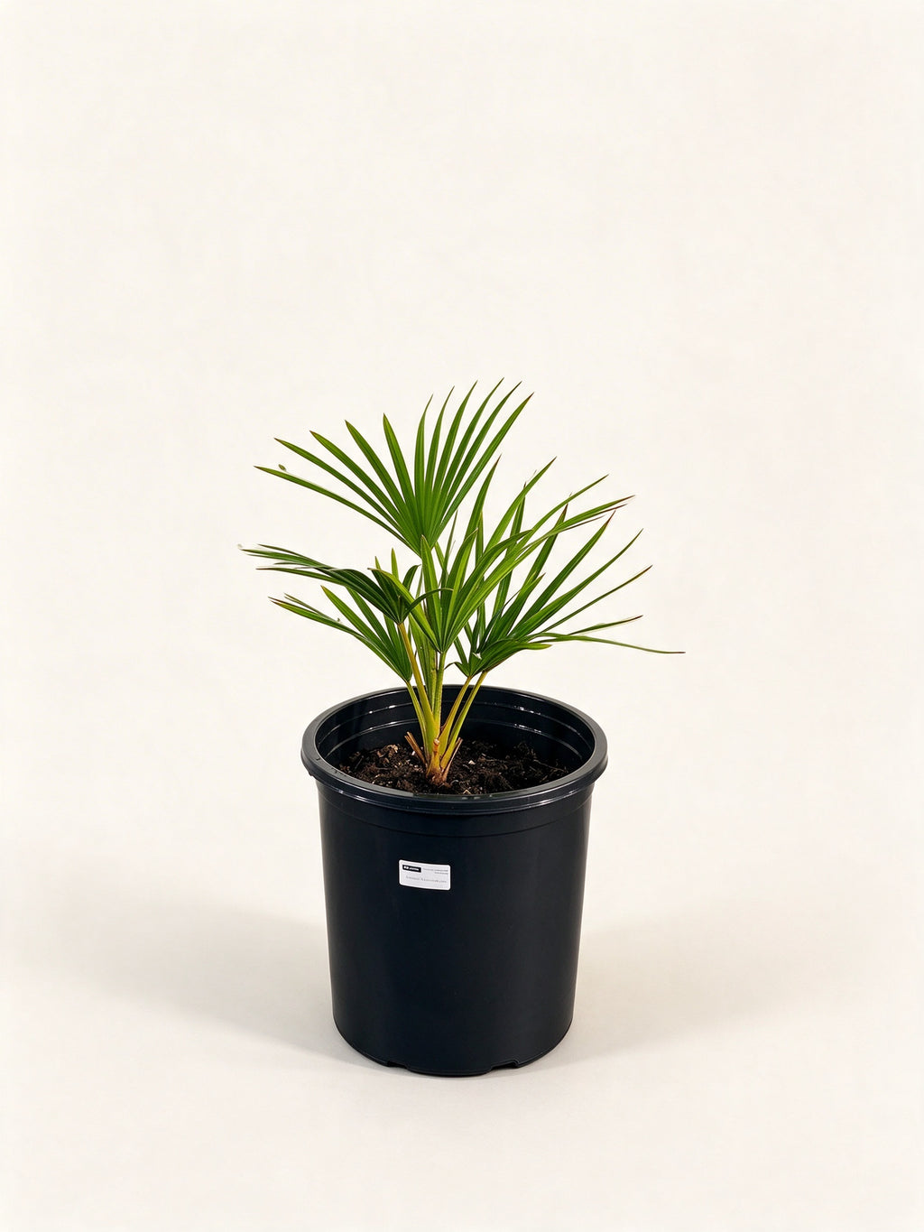 Latania verschaffeltii