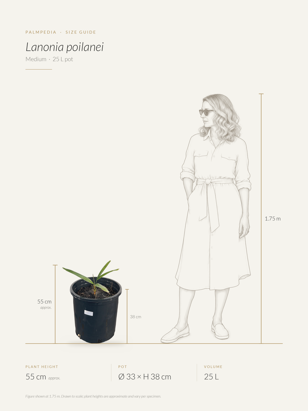 Lanonia poilanei – size guide