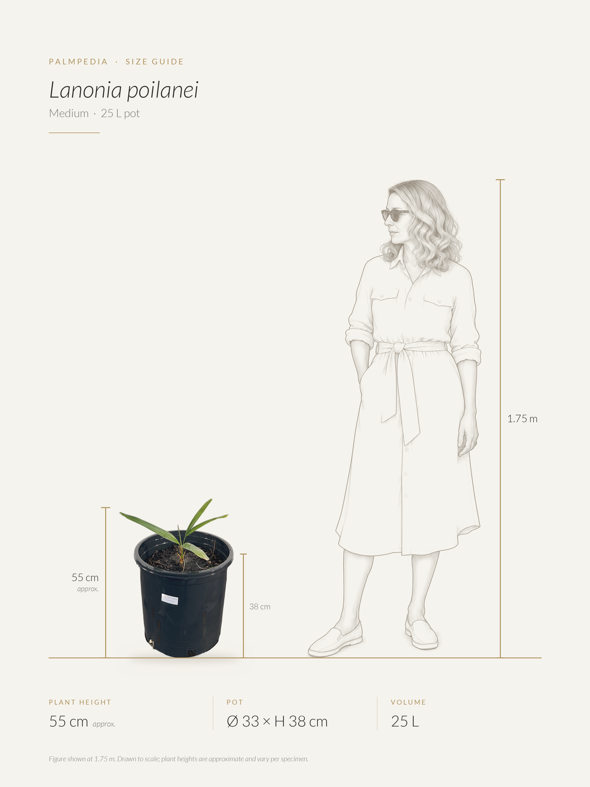 Lanonia poilanei – size guide