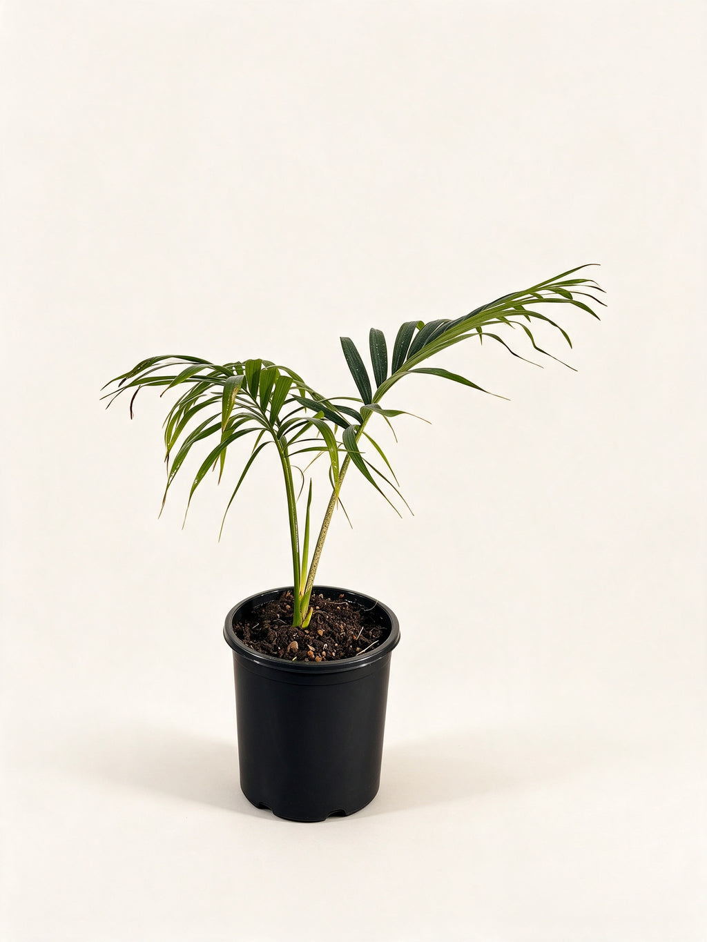Chambeyronia oliviformis
