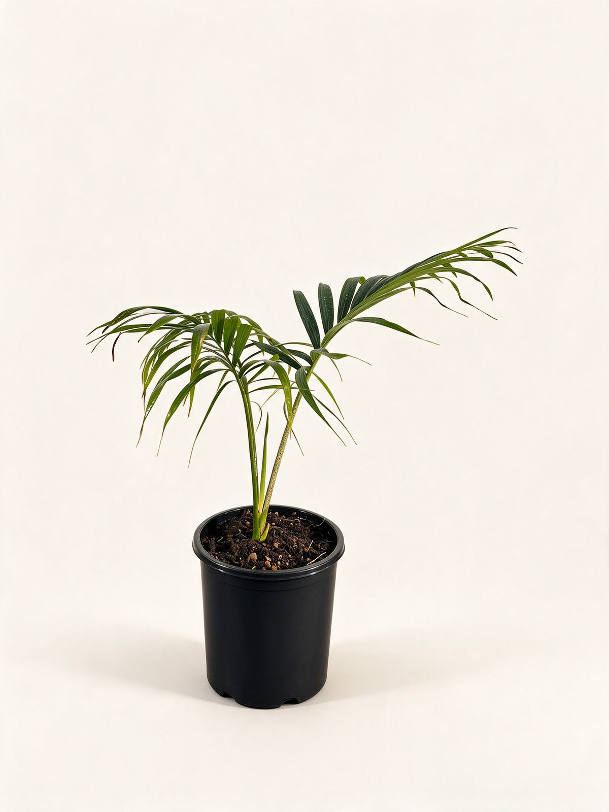 Chambeyronia oliviformis