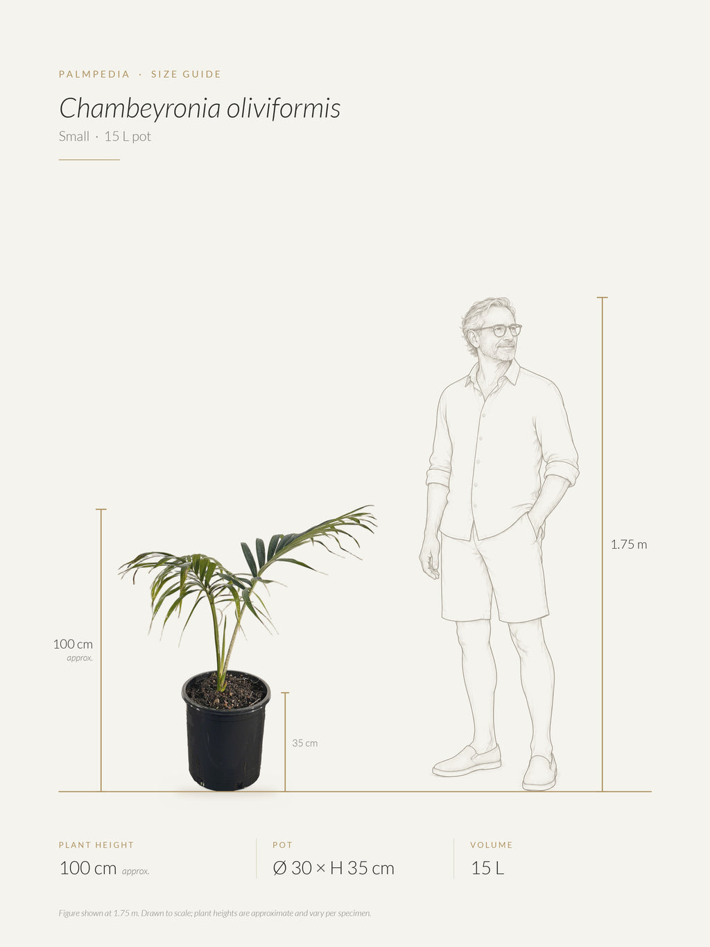 Chambeyronia oliviformis – size guide