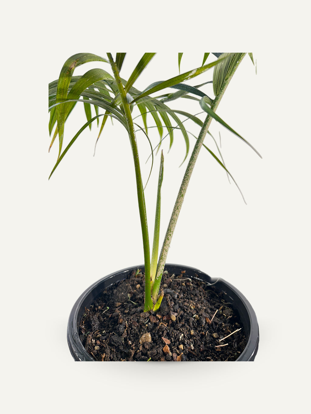Chambeyronia oliviformis – Palmpedia, view 2
