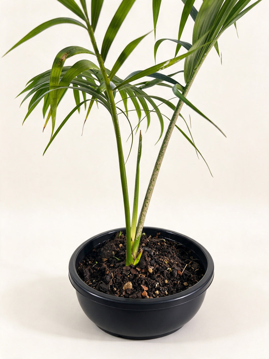 Chambeyronia oliviformis