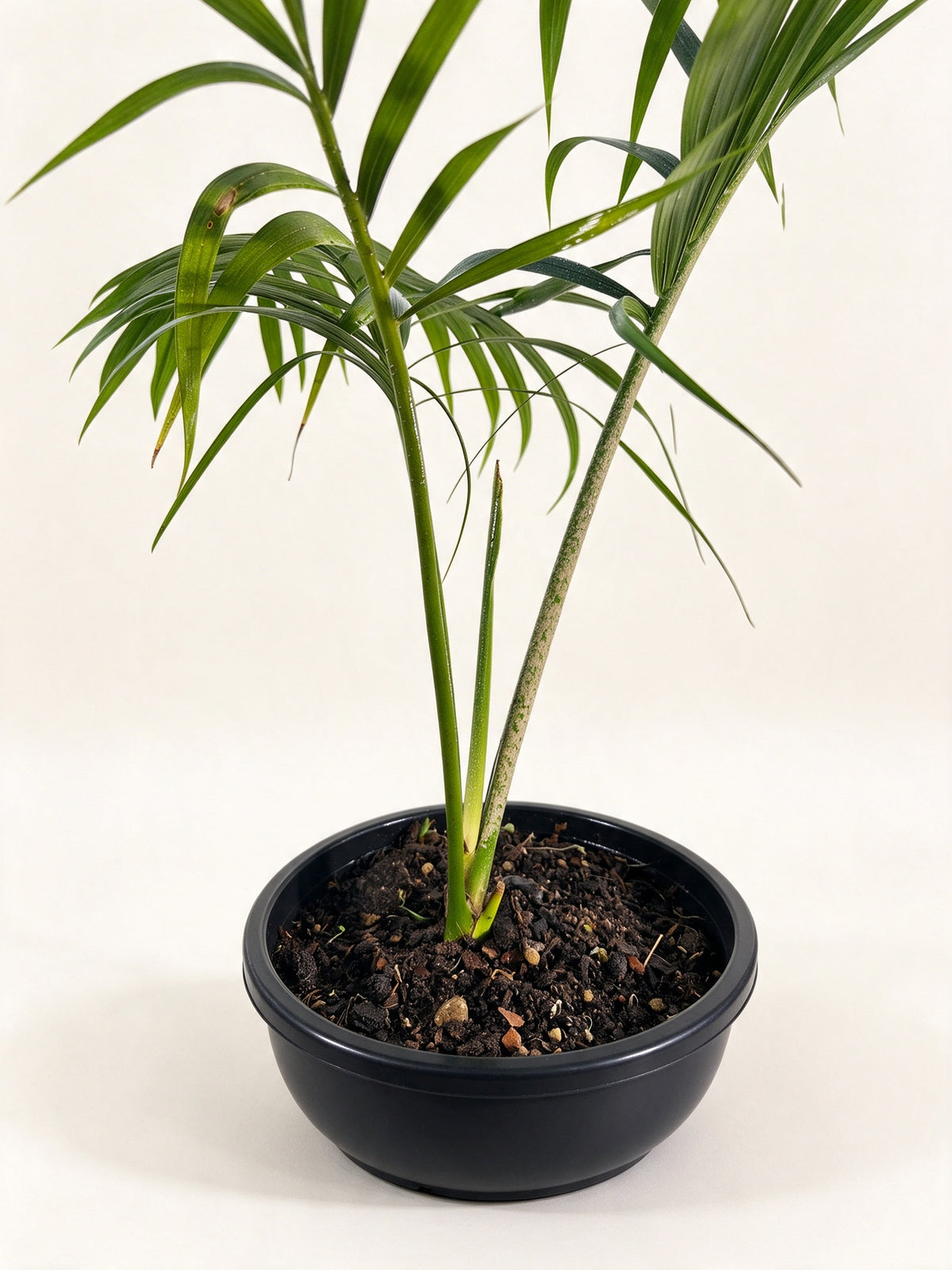 Chambeyronia oliviformis