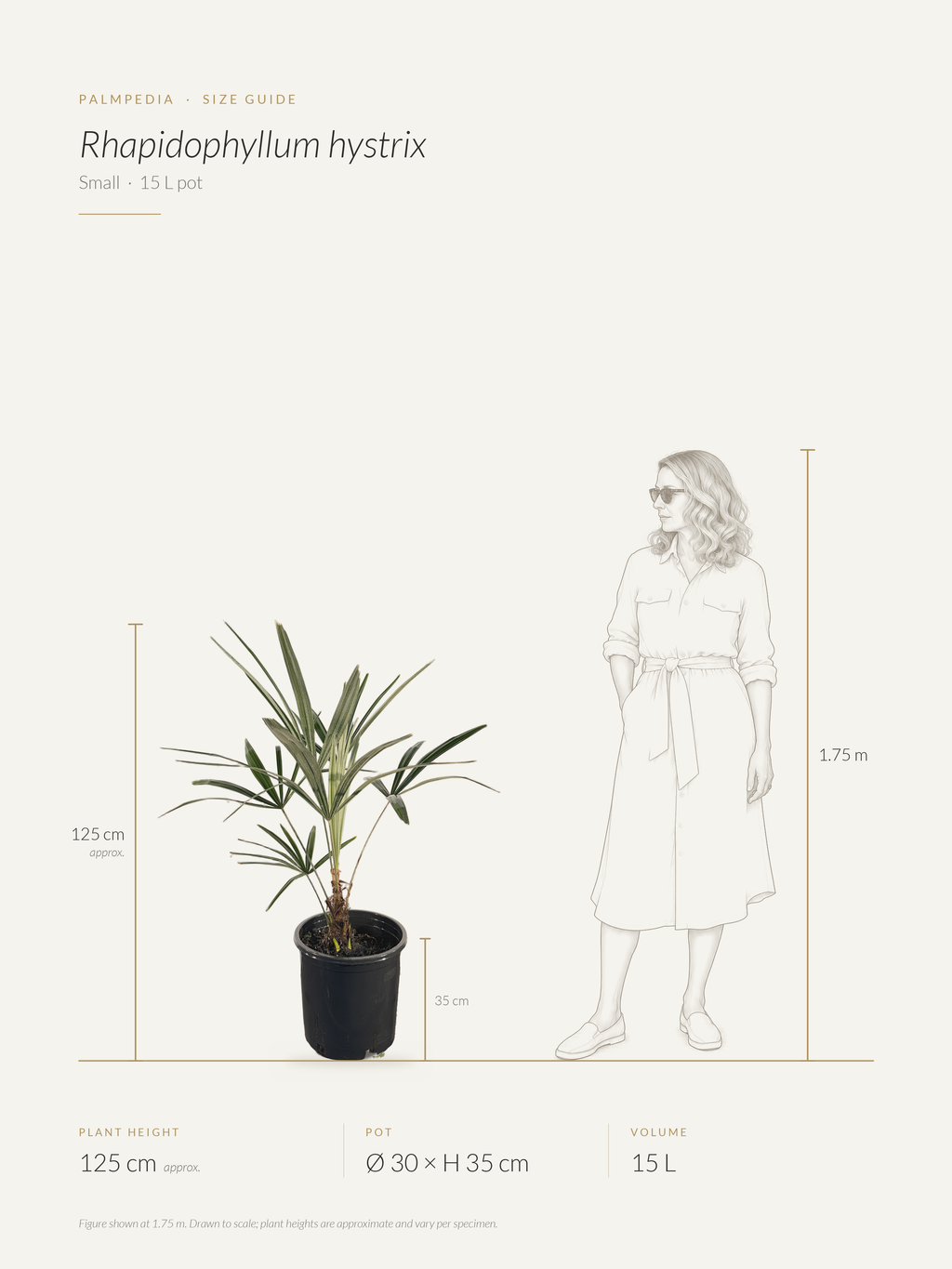 Rhapidophyllum hystrix – size guide