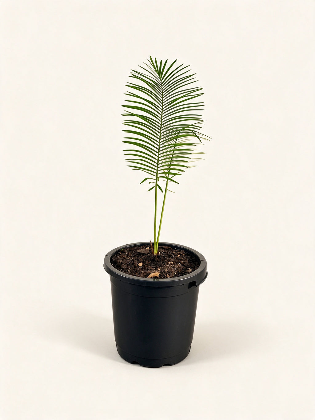 Cycas 'Silver'