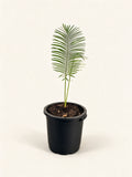 Cycas 'Silver'
